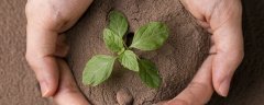 植物特点
