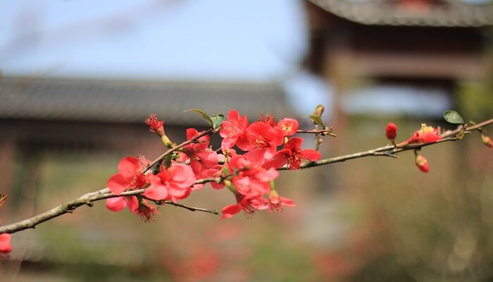 梅花象征着什么品质,代表什么人 梅花象征着什么品质,代表什么人