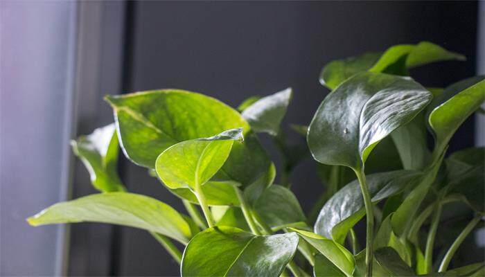 喜阴植物有哪些 喜阴植物有哪些