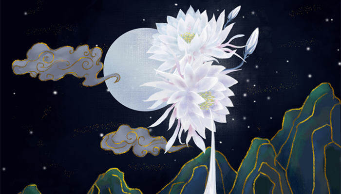 凌晨12点什么花开放