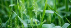 开麦1502小麦品种介绍
