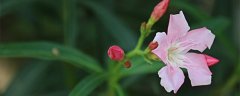 夹竹桃花的花语
