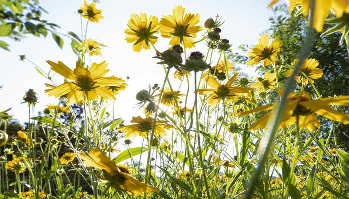 野菊花采摘花全开还是半开 野菊花采摘花全开还是半开