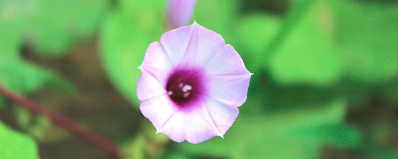 牵牛花有毒吗 牵牛花有毒吗