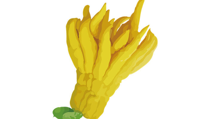 佛手柑种植方法和时间 佛手柑种植方法和时间