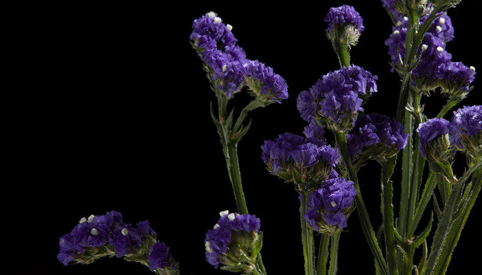 勿忘我花花语是什么
