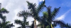 泰拉瑞亚植物生长条件