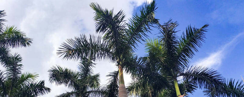 泰拉瑞亚植物生长条件 泰拉瑞亚植物生长条件