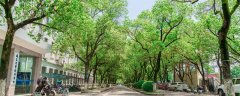 庭院门口适合栽什么树