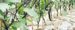 茄子种植方法和时间