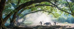 榕树长什么样子
