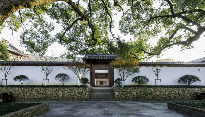 香樟树图片外形和特征 香樟树图片外形和特征