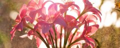 百合花怎么养 水养