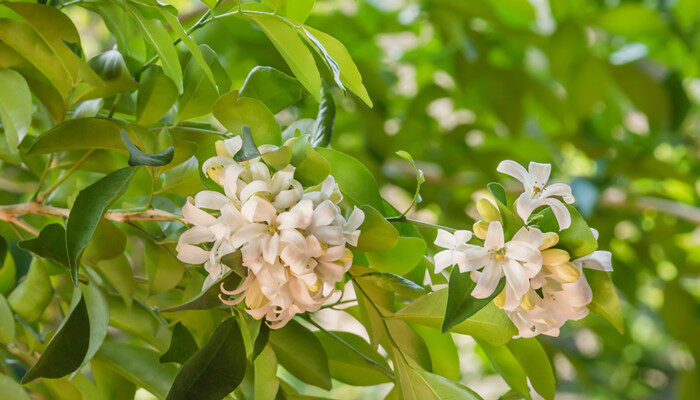 什么颜色的茉莉花 什么颜色的茉莉花
