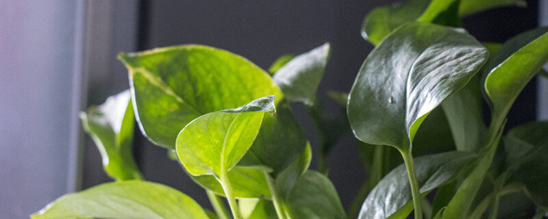 藤蔓植物有哪些 藤蔓植物有哪些