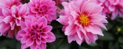 小丽花种球怎么保存