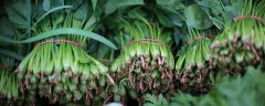 波菜怎样崔芽种植
