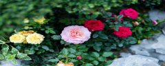 月季花的花语和寓意