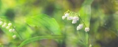 铃兰花花语是什么