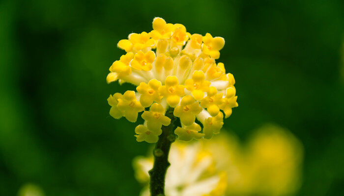 瑞香的花语是什么 瑞香的花语是什么