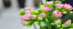 长寿花对猫咪有害吗