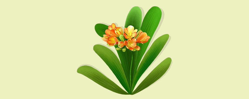 君子兰开花吗 君子兰开花吗
