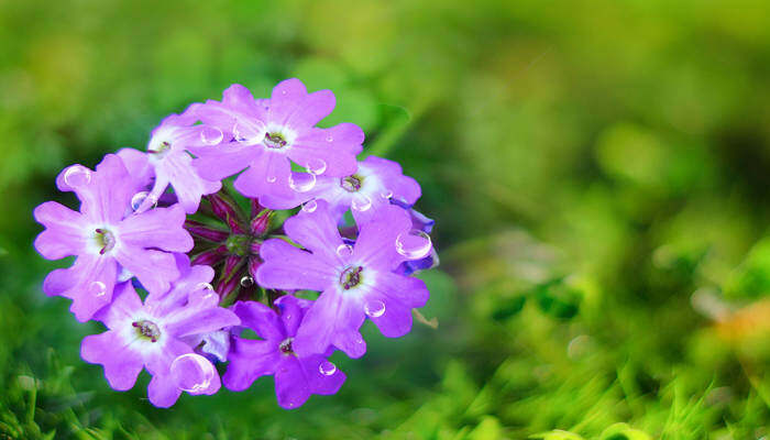 兰花养殖方法 兰花养殖方法