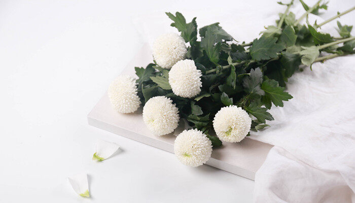 乒乓菊为什么变普通菊花了 乒乓菊为什么变普通菊花了