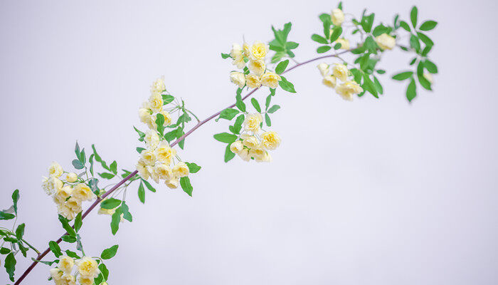 木香花花语和寓意 木香花花语和寓意