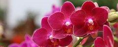 台湾的花代表是什么花
