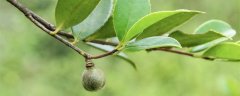 油茶种植管理技术