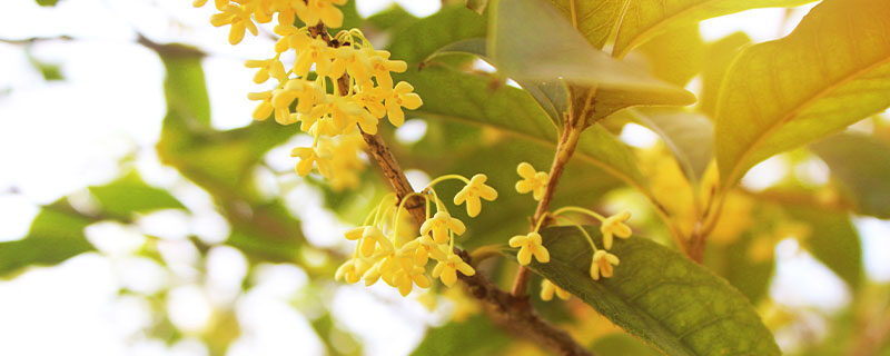 桂花有毒吗 桂花有毒吗