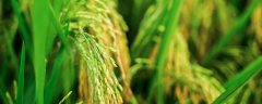 存麦20号麦种的介绍