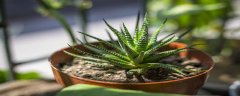 芦荟开花能告诉别人吗