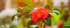 茶花掉花蕾长新叶怎么回事