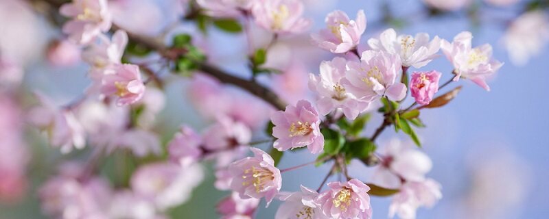 海棠树修剪时间及方法 海棠树修剪时间及方法