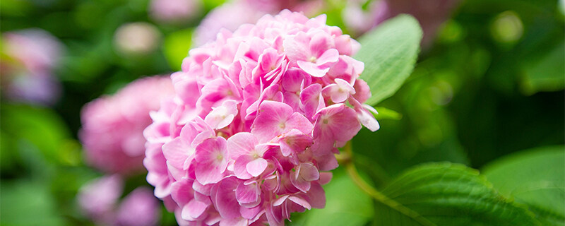 绣球花几月扦插