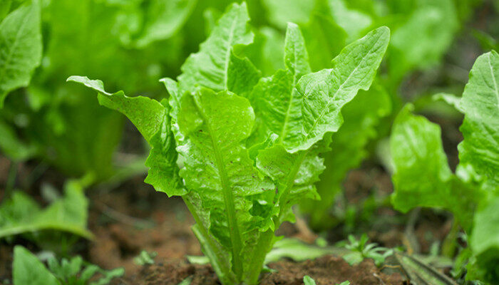 南方10月份适合种植什么蔬菜 南方10月份适合种植什么蔬菜