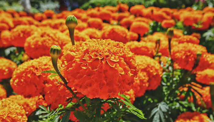 乒乓球菊花一年开几次花 乒乓球菊花一年开几次花