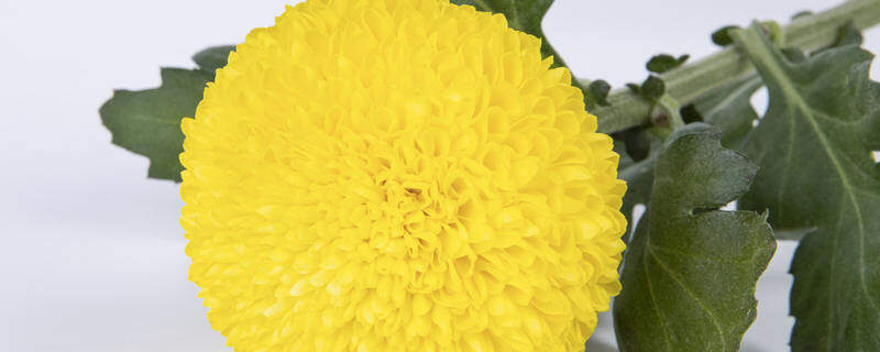 乒乓菊的花语 乒乓菊的花语
