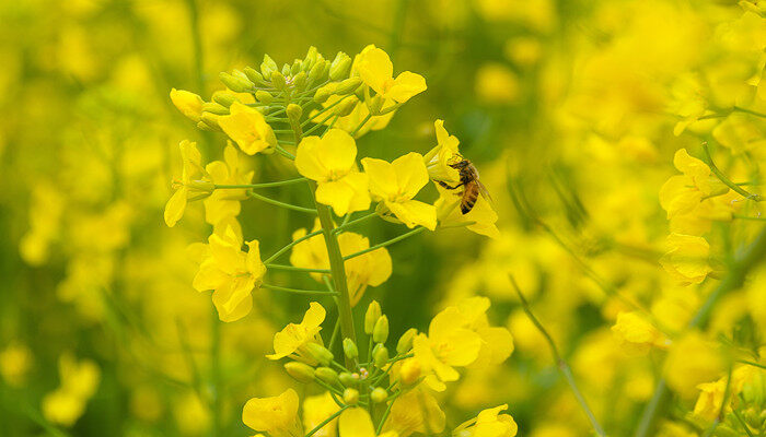香菜籽怎么种 香菜籽怎么种