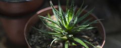 芦荟多长时间浇一次水