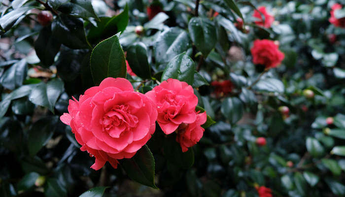 山茶花什么梗 山茶花什么梗