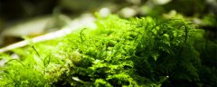 青苔净使用说明及用法