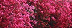 三角梅是哪个城市的市花