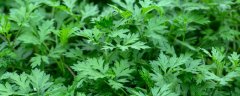 有助于降糖的植物