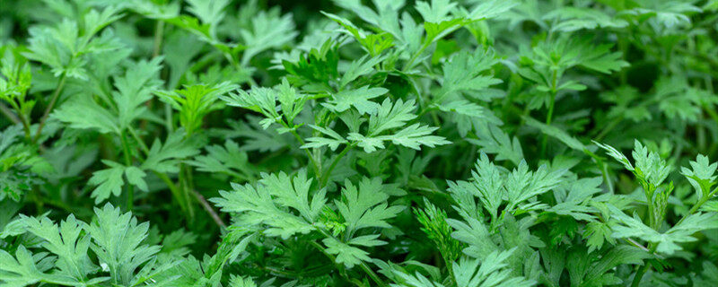 有助于降糖的植物 有助于降糖的植物