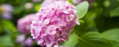 绣球花的另一个名字