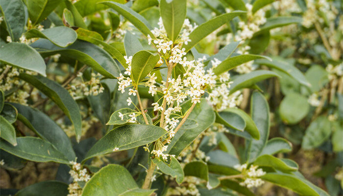 桂花季节 桂花季节