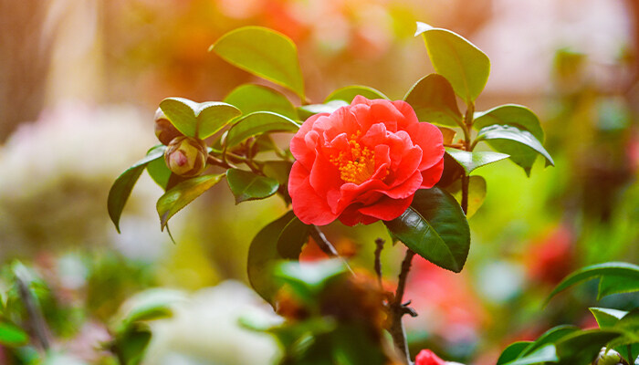 茶花黄叶掉叶怎么回事 茶花黄叶掉叶怎么回事